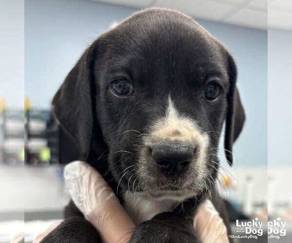 Medium Photo #2 Labrador Retriever-Unknown Mix Puppy For Sale in Washington, DC, USA