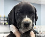 Small #1 Labrador Retriever Mix