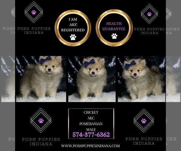 Medium Photo #2 Pomeranian Puppy For Sale in WARSAW, IN, USA