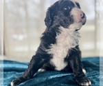 Small Photo #9 Miniature Australian Shepherd-Miniature Bernedoodle Mix Puppy For Sale in BLUE SPRINGS, MO, USA