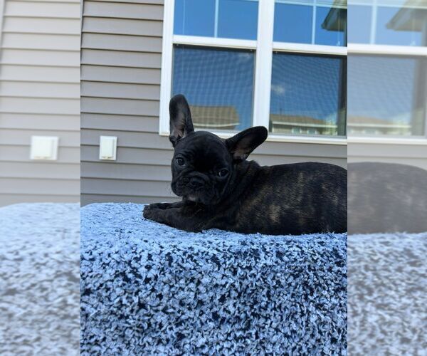 Medium Photo #6 French Bulldog Puppy For Sale in WEST COLUMBIA, SC, USA