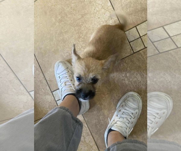 Medium Photo #8 Border Terrier-Unknown Mix Puppy For Sale in Princeton, MN, USA