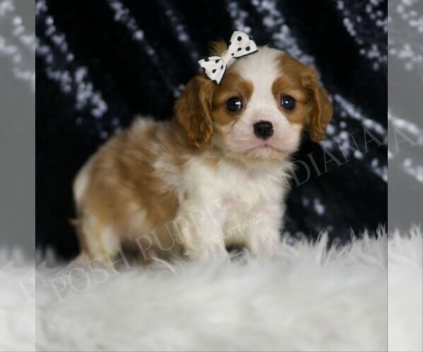 Medium Photo #4 Cavalier King Charles Spaniel Puppy For Sale in WARSAW, IN, USA
