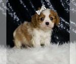 Small #3 Cavalier King Charles Spaniel