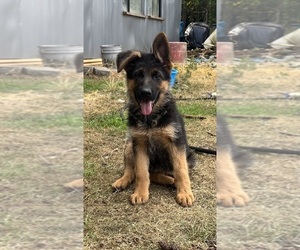 German Shepherd Dog Puppy for sale in SPANAWAY, WA, USA