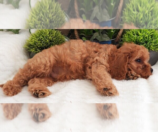 Medium Photo #4 Cavapoo Puppy For Sale in CARLISLE, KY, USA