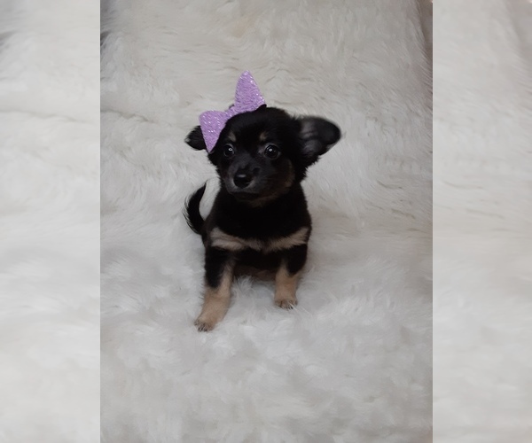 View Ad Chihuahua Puppy for Sale near Indiana