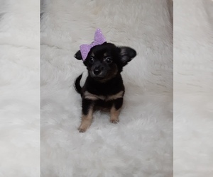 Chihuahua Puppy for sale in INDIANAPOLIS, IN, USA