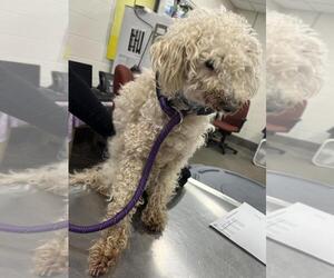 Maltipoo Dogs for adoption in Forestville, MD, USA