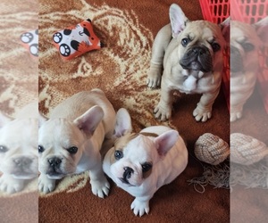 French Bulldog Puppy for sale in SEYMOUR, MO, USA