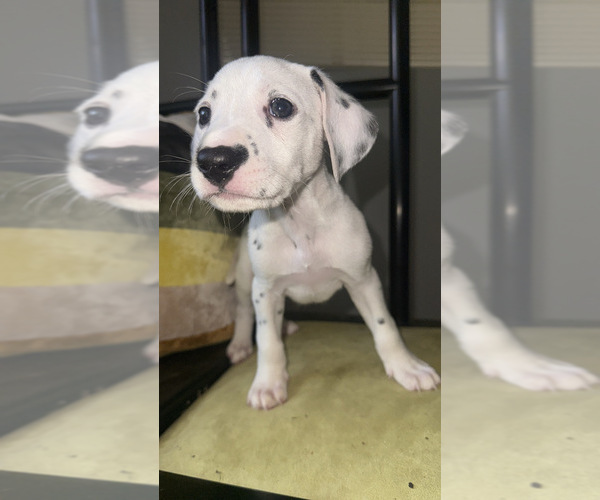 Medium Photo #6 Dalmatian Puppy For Sale in DECATUR, GA, USA
