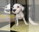 Small #5 Dalmatian