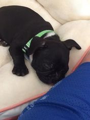 French Bulldog Puppy for sale in MONTGOMERY, IL, USA