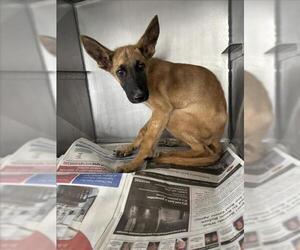 German Shepherd Dog Dogs for adoption in San Bernardino, CA, USA