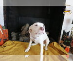 Small Photo #5 Pointer-Unknown Mix Puppy For Sale in Wakefield, RI, USA