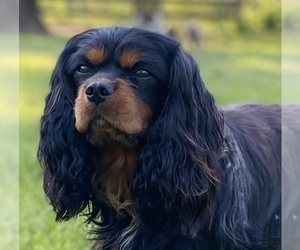 Father of the Cavalier King Charles Spaniel puppies born on 06/05/2023