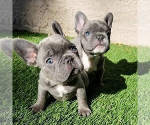 French Bulldog Puppy for sale in SANTA FE, NM, USA