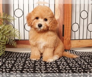 Cavapoo (Miniature) Puppy for sale in NAPLES, FL, USA