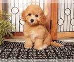 Small Cavapoo (Miniature)