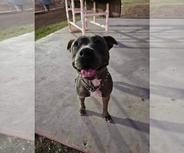 Medium Photo #2 American Pit Bull Terrier-Unknown Mix Puppy For Sale in El Centro, CA, USA