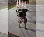 Small #1 American Pit Bull Terrier Mix