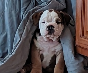 Bulldog Puppy for sale in WHITELAND, IN, USA