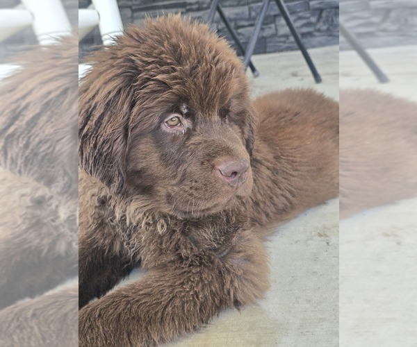 Medium Photo #11 Newfoundland Puppy For Sale in TILTON, IL, USA