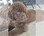 Small #10 Newfoundland