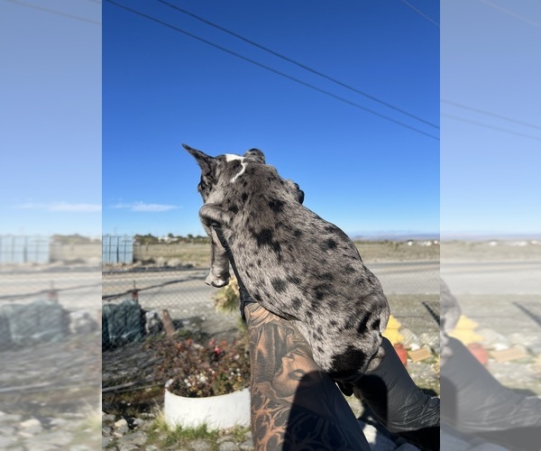 Medium Photo #3 French Bulldog Puppy For Sale in PHELAN, CA, USA