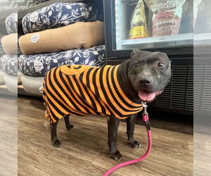 Indie - Female Labrador Retriever-Unknown Mix Dog for Adoption - Photo #2