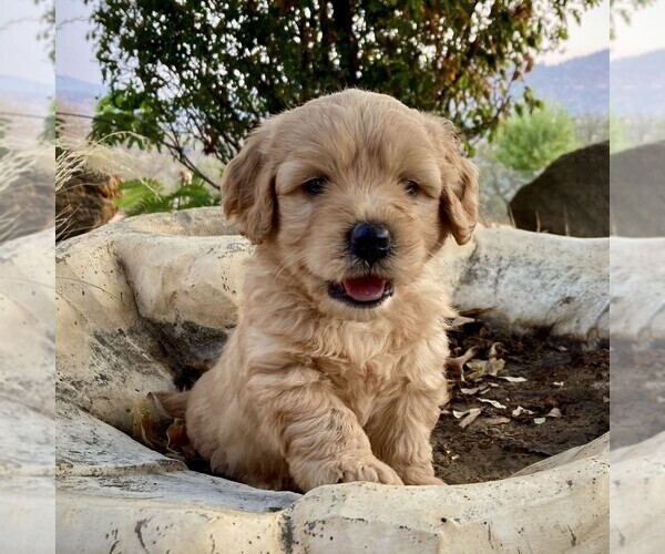 Medium Photo #1 Goldendoodle-Poodle (Miniature) Mix Puppy For Sale in SQUAW VALLEY, CA, USA