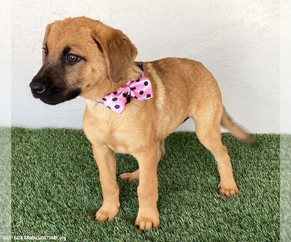 Medium Photo #4 Shepradors Puppy For Sale in San Diego, CA, USA