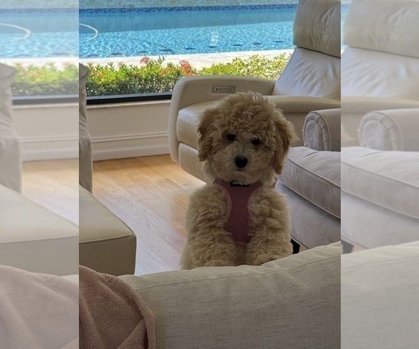 Medium Photo #10 Poochon Puppy For Sale in PARKLAND, FL, USA