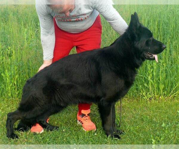 Medium Photo #1 German Shepherd Dog Puppy For Sale in NEWVILLE, PA, USA