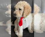 Small Photo #11 Sheepadoodle Puppy For Sale in FONTANA, CA, USA