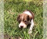 Small Photo #5 Schneagle Puppy For Sale in BURKE, SD, USA
