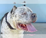 Small #1 American Staffordshire Terrier-Bulldog Mix