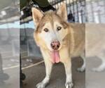 Small #1 Alaskan Malamute