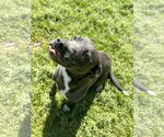 Small #3 Mutt