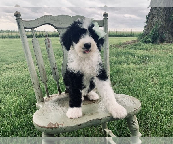 Medium Photo #6 Sheepadoodle Puppy For Sale in DADEVILLE, MO, USA