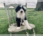 Small Photo #6 Sheepadoodle Puppy For Sale in DADEVILLE, MO, USA