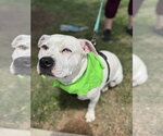 Small #14 American Staffordshire Terrier Mix