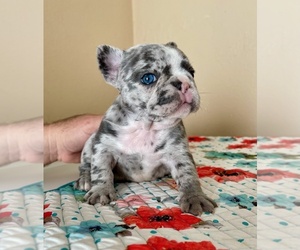 French Bulldog Puppy for sale in MIAMI, FL, USA
