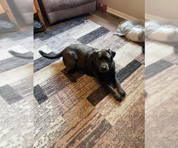 Medium Photo #3 Labrador Retriever Puppy For Sale in Monterey, VA, USA