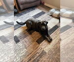 Small #2 Labrador Retriever