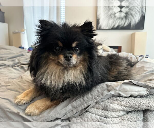 Medium Photo #2 Pomeranian Puppy For Sale in Fenton, MO, USA