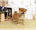 Small Photo #2 Shiba Inu Puppy For Sale in SAN JOSE, CA, USA