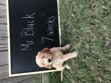 Medium Photo #1 Goldendoodle Puppy For Sale in ARLINGTON, TN, USA
