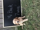 Small Photo #1 Goldendoodle Puppy For Sale in ARLINGTON, TN, USA