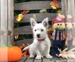 Small Photo #3 West Highland White Terrier Puppy For Sale in MALVERN, AR, USA